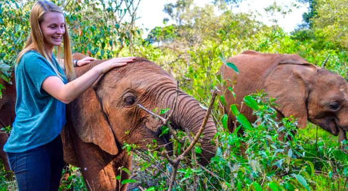 Tiny tusks: The David Sheldrick Wildlife Trust cares for baby elephants.