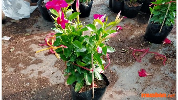Nguồn gốc và đặc điểm của hoa hồng anh