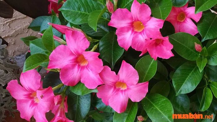 Các giống hoa hồng anh phổ biến