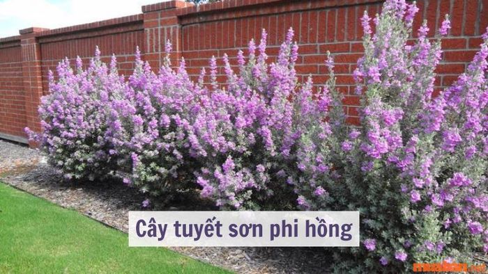 Cây tuyết sơn phi hồng