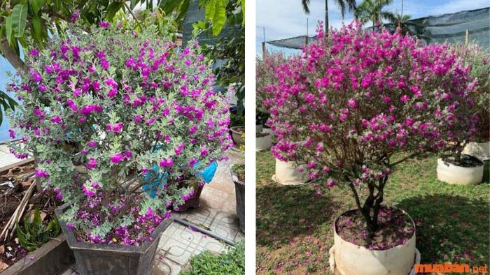 Tham khảo giá cả và các địa chỉ bán cây giống tuyết sơn phi hồng chất lượng
