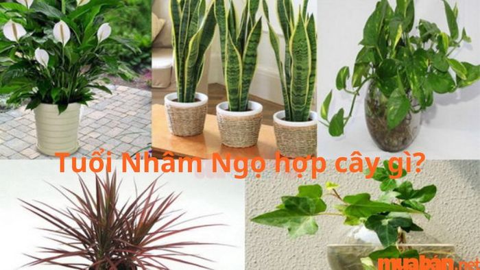 Người tuổi Ngọ hợp cây gì? – Những cây phong thủy hợp với người Nhâm Ngọ là câu hỏi được nhiều người quan tâm.