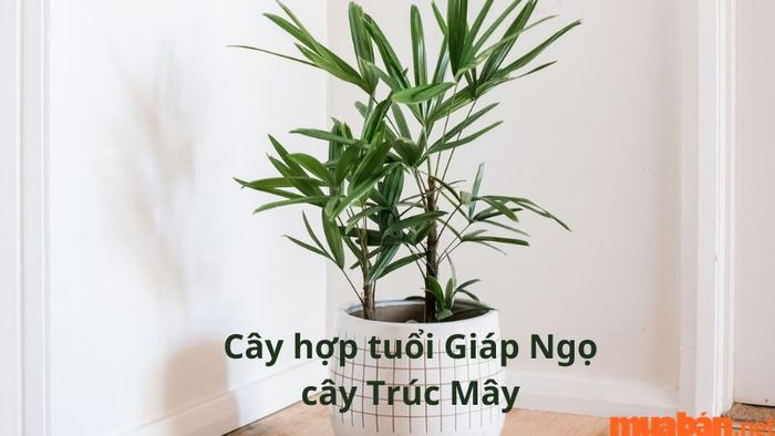 Người tuổi Ngọ hợp cây gì? – Cây Trúc Mây là một trong những lựa chọn phong thủy tốt cho người tuổi Ngọ.