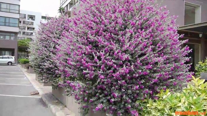 Đặc điểm nhận dạng cây tuyết sơn phi hồng