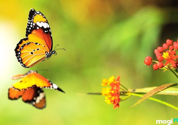 Bướm trong quan niệm của nhiều quốc gia có những ý nghĩa và biểu tượng đặc biệt.