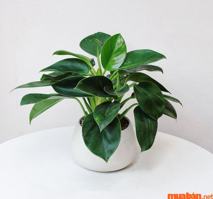 Người Bính Ngọ hợp cây gì? – Cây Đế Vương Xanh là lựa chọn tốt cho người mệnh Hỏa.