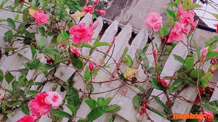 Công dụng của hoa hồng anh