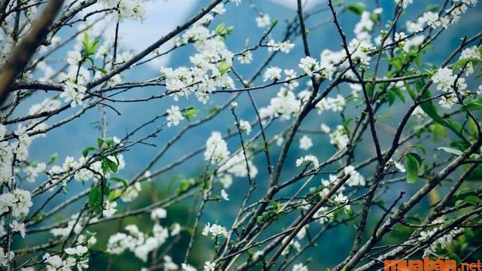 Xem xét giờ tốt và xấu trong ngày Lập xuân để chọn thời điểm thực hiện các công việc quan trọng