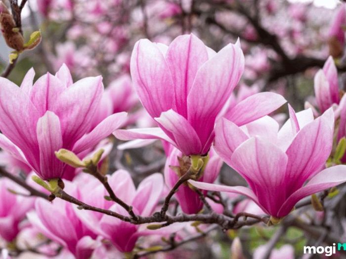 Phong thủy trước cửa nhà giúp tạo không gian sống hài hòa và thu hút năng lượng tích cực.