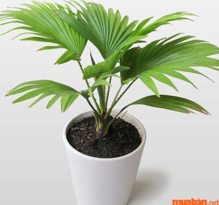 Người tuổi Ngọ hợp cây gì? – Cây Cau Phú Quý là một trong những lựa chọn phù hợp cho người Nhâm Ngọ thuộc mệnh Thủy.