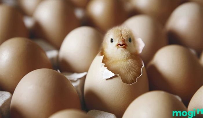 Nam Kỷ Dậu hợp với tuổi Sửu.