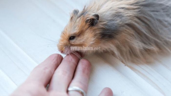 Giấc mơ bị chuột cắn mang ý nghĩa gì?