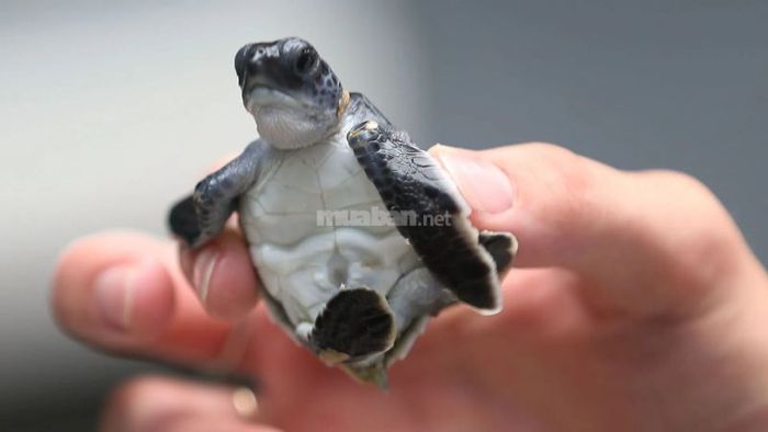 Mơ thấy bắt rùa