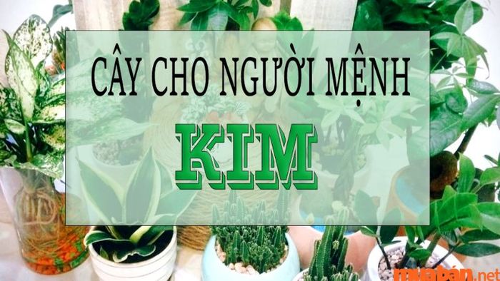 Người tuổi Canh Ngọ hợp với các cây phong thủy thuộc mệnh Kim, vì mệnh Kim tương sinh với mệnh Thủy và Thổ, nhưng lại khắc với mệnh Hỏa.