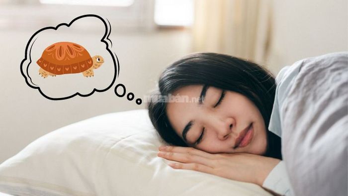 Giấc mơ về rùa có phải là điềm báo tốt hay xấu?