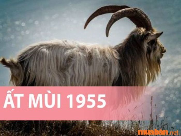 Tử vi tuổi Mùi 2024 theo từng tuổi nạp âm chi tiết hơn