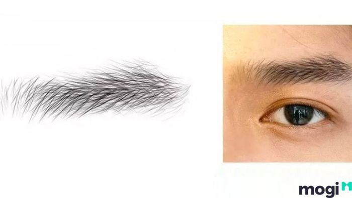 Tướng lông mày hình chữ Nhất