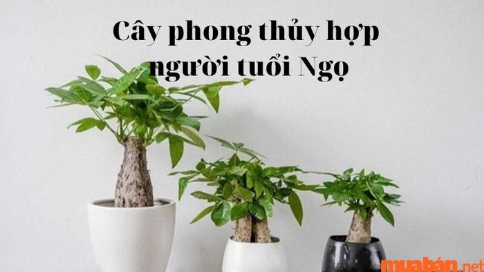Tuổi Ngọ hợp với cây gì? Những cách chọn cây phong thủy để thu hút vượng khí.