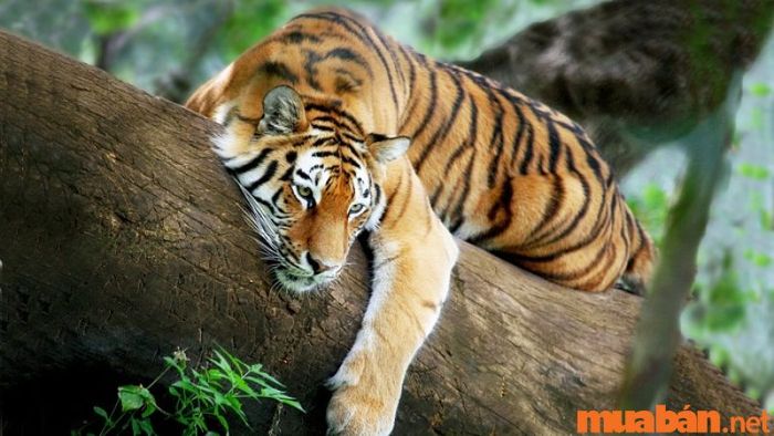 Phong thủy tuổi Giáp Dần năm 2024