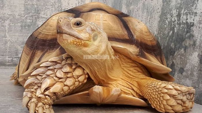 Nằm mơ thấy rùa vàng