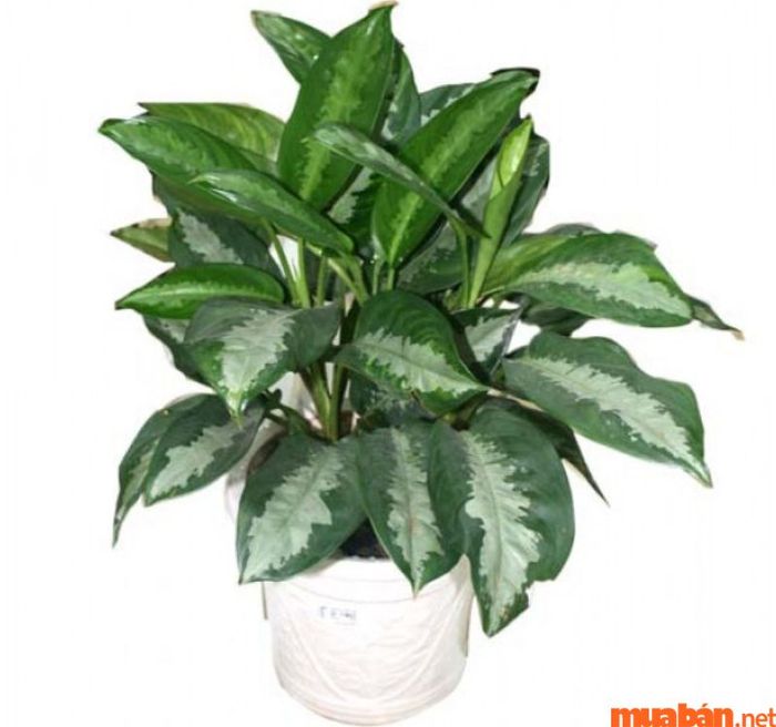 Cây Lan Tuyết rất phù hợp với người tuổi Canh Ngọ. Bên cạnh đó, các loại cây như Lan Chi, Bạch Lan và Kim Cửu Ly Hương cũng là lựa chọn tốt.