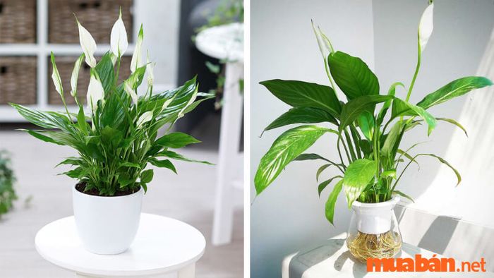 Người tuổi Quý Hợi nên chọn trồng các cây có màu xanh thẫm để thu hút tài lộc.