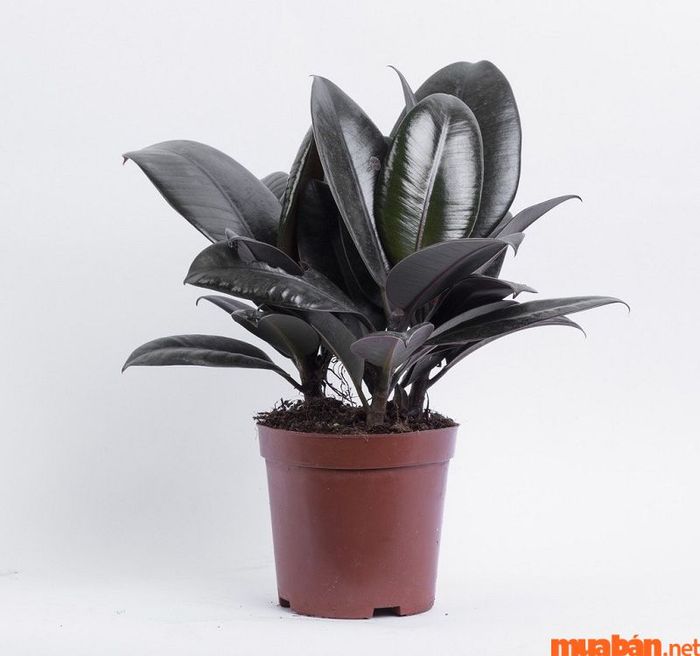 Tuổi Ngọ hợp cây gì? – Cây Đa Búp Đỏ là lựa chọn phong thủy hợp cho người tuổi Mậu Ngọ.