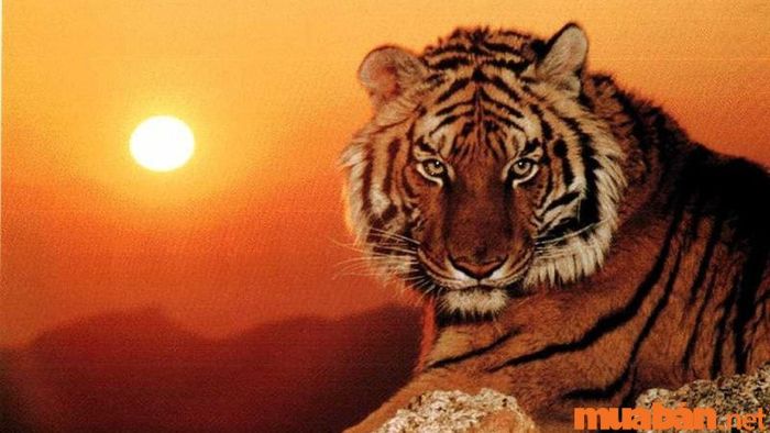 Phân tích tử vi Giáp Dần 1974 nam mạng qua từng tháng trong năm 2024