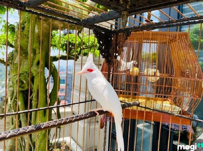 Chào mào bay đậu lên bàn thờ