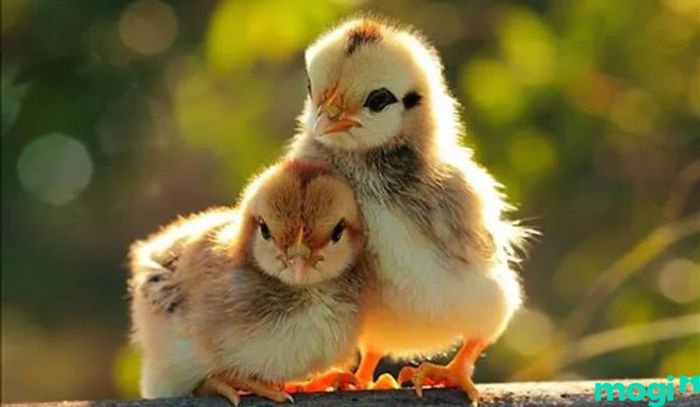 Người tuổi Kỷ Dậu 1969 thuộc cung mệnh nào?