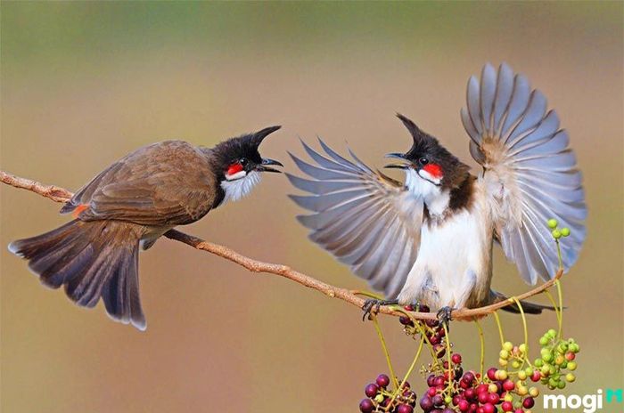 Mơ thấy chào mào là điềm gì?