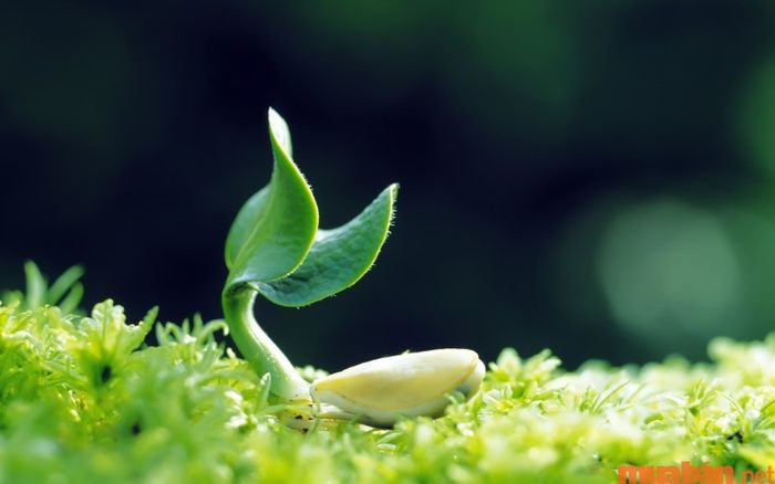 Tìm hiểu về ý nghĩa của ngày Lập xuân