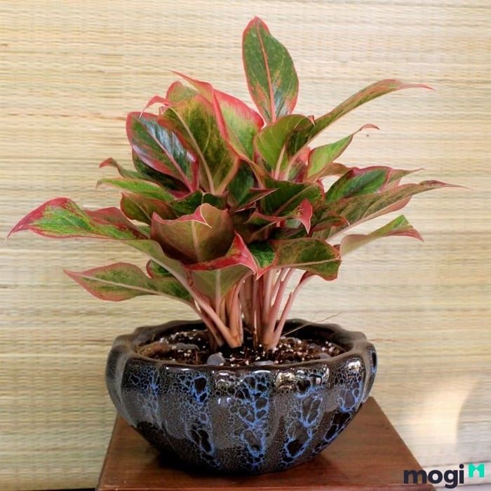 Cây phú quý có màu sắc rất nổi bật