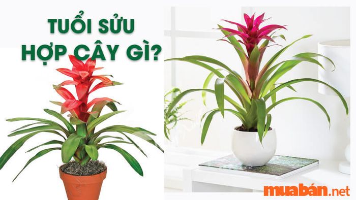 Màu sắc phù hợp với tuổi Sửu