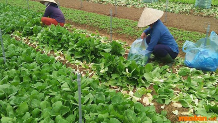 Mệnh thổ hợp nghề gì