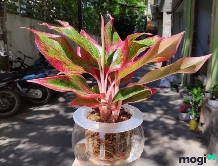 Theo phong thủy, cây phú quý rất phù hợp với những người mang mệnh Hỏa.