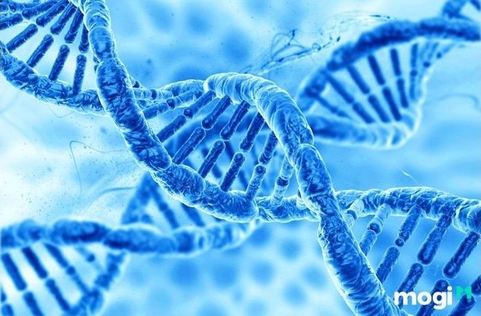 Yếu tố di truyền gây ra cằm lẹm