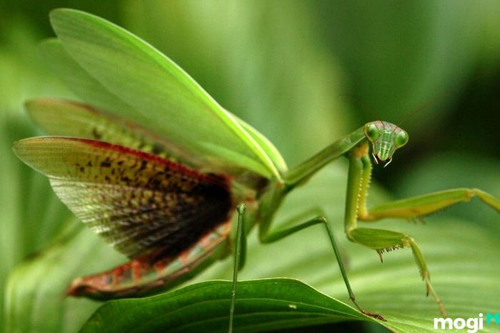 Bọ ngựa còn được biết đến với cái tên con ngựa trời.