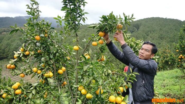 Mệnh Thổ phù hợp với nghề gì?