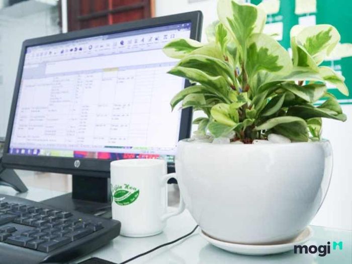 Cây trường sinh cẩm thạch