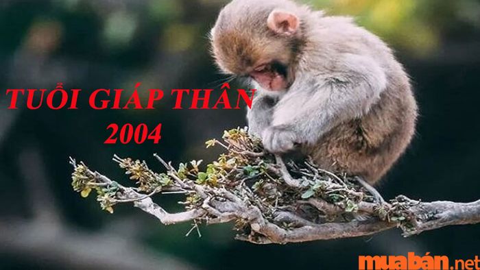 Hướng nhà phù hợp cho tuổi Giáp Thân là gì?