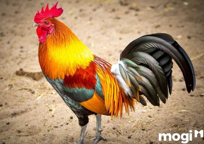 Giờ Dậu là khung giờ nào? Đặc điểm của người sinh vào giữa giờ Dậu