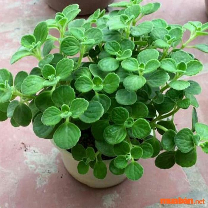 Cây Nhất Mạt Hương rất phù hợp với những người sinh năm 1995