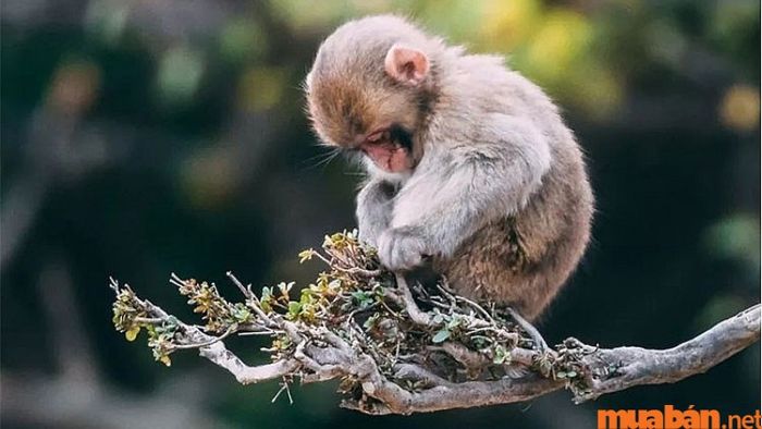 Tuổi xông đất tốt cho người tuổi Giáp Thân trong năm Giáp Thìn 2024
