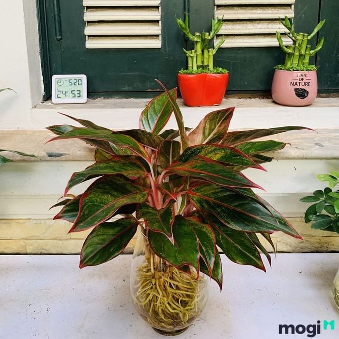 Cây thủy sinh cần được thay nước mỗi tuần để duy trì sức khỏe tốt.