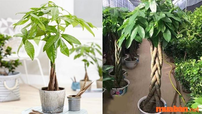 Cây Kim Ngân rất hợp với người sinh năm 1995