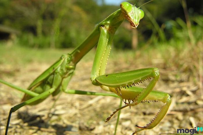 Bọ ngựa vào nhà