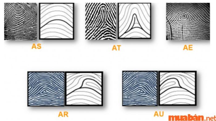 Cách nhận diện chủng vân tay AU