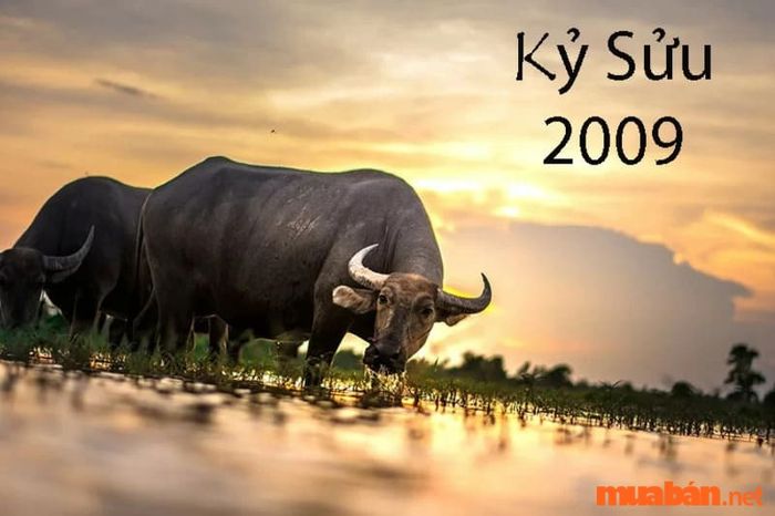 Màu sắc phù hợp với tuổi Sửu là gì?