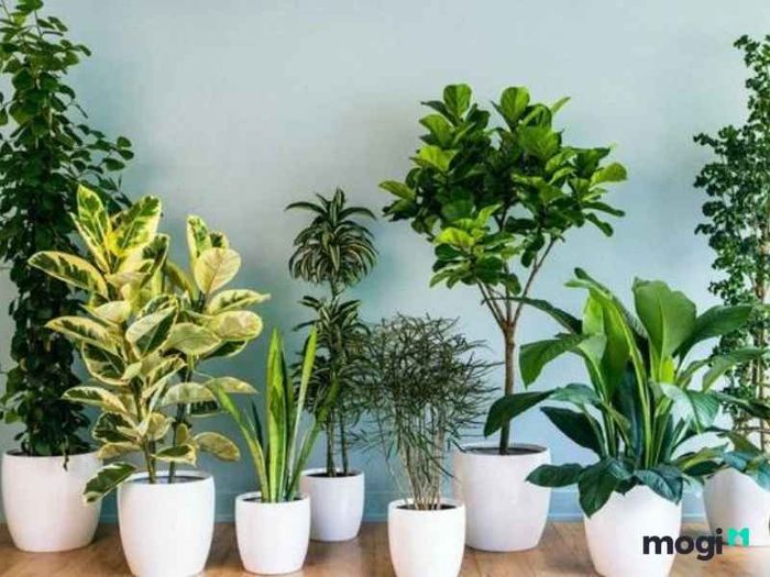 Cây phong thủy là gì?
